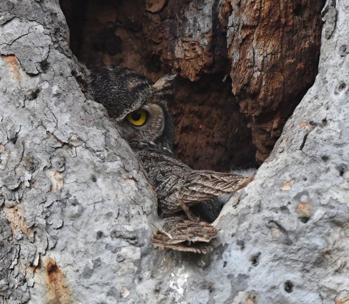 Great Horned Owl - ML616702137