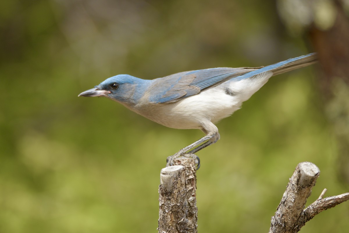 Mexican Jay - ML616702146