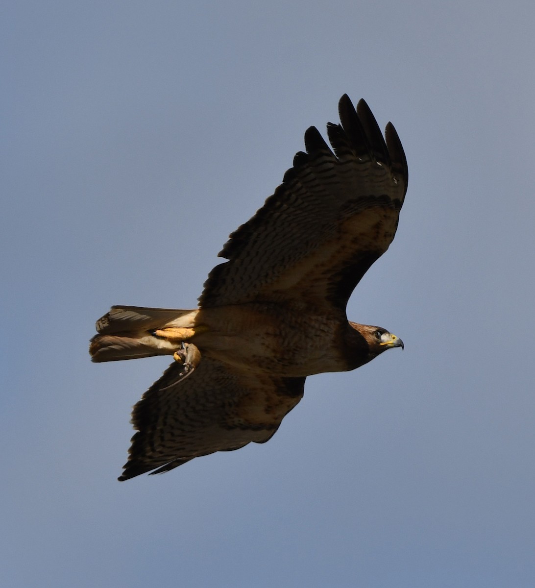 Red-tailed Hawk - ML616702157