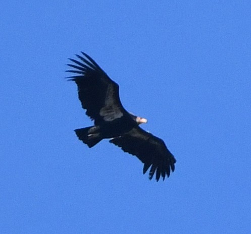 California Condor - ML616702164