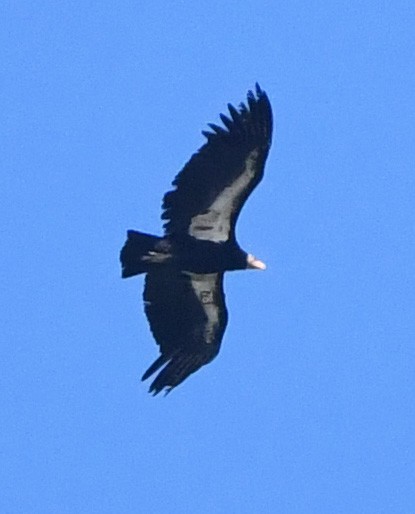 California Condor - Jeremy Cohen