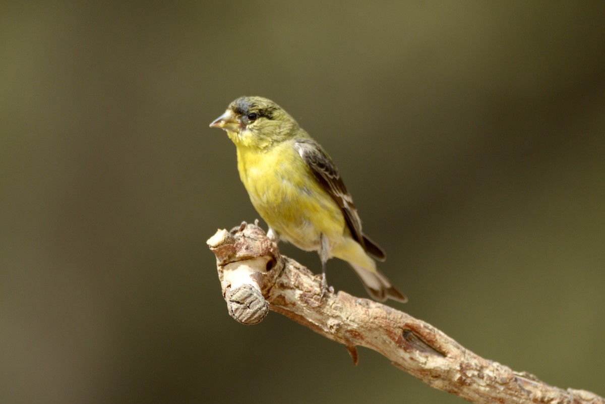 Lesser Goldfinch - Vic Dillabaugh