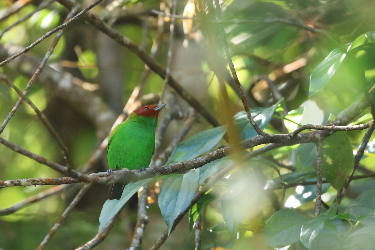 Bay-headed Tanager (Bay-and-green) - Brad Benter