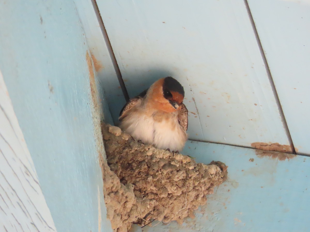 Cave Swallow - ML616702318