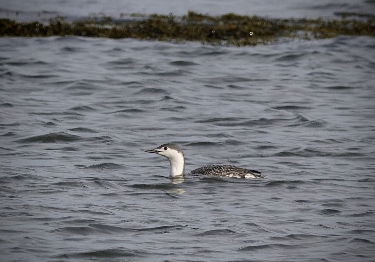 Red-throated Loon - ML616702379