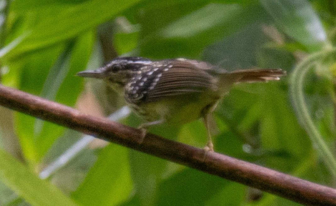 Peruvian Warbling-Antbird - ML616702381