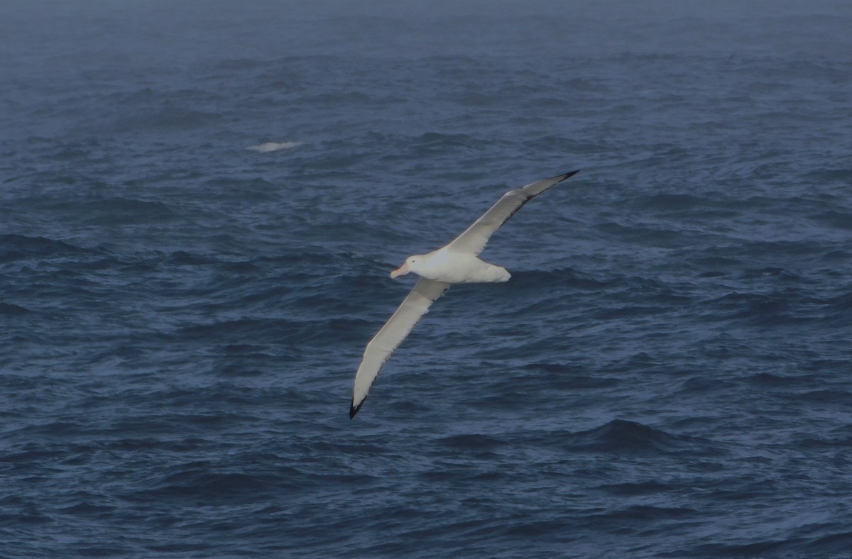Snowy Albatross - ML616702426