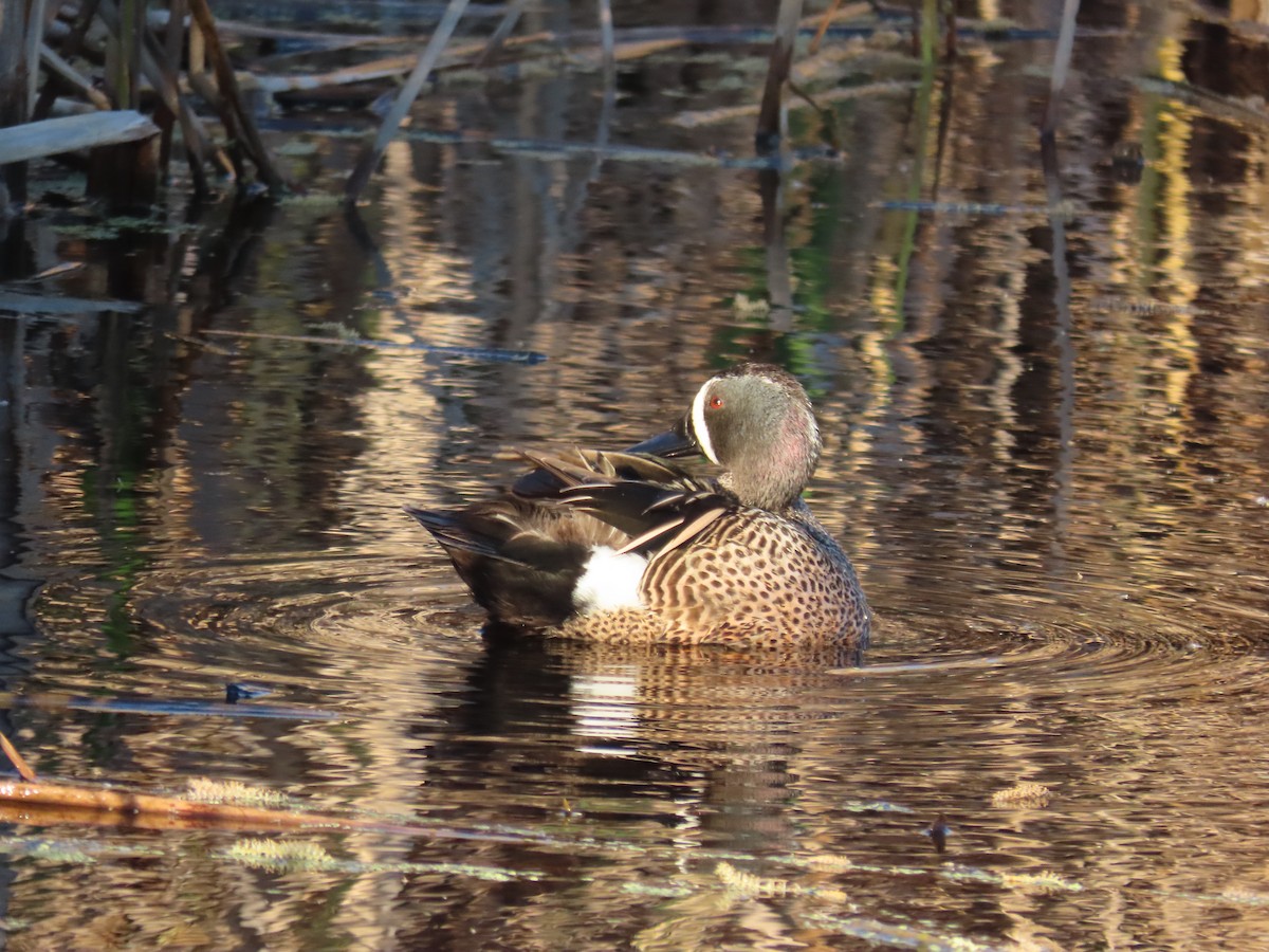 Blue-winged Teal - ML616702463