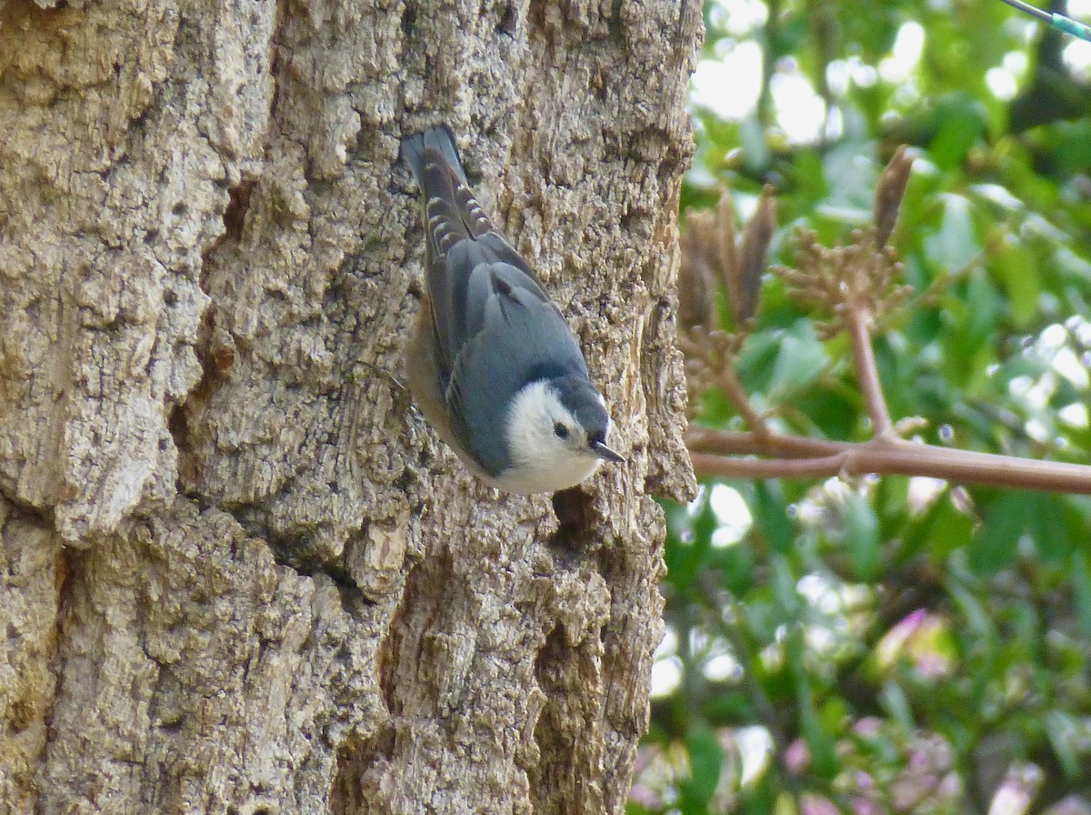 White-breasted Nuthatch - John Marshall