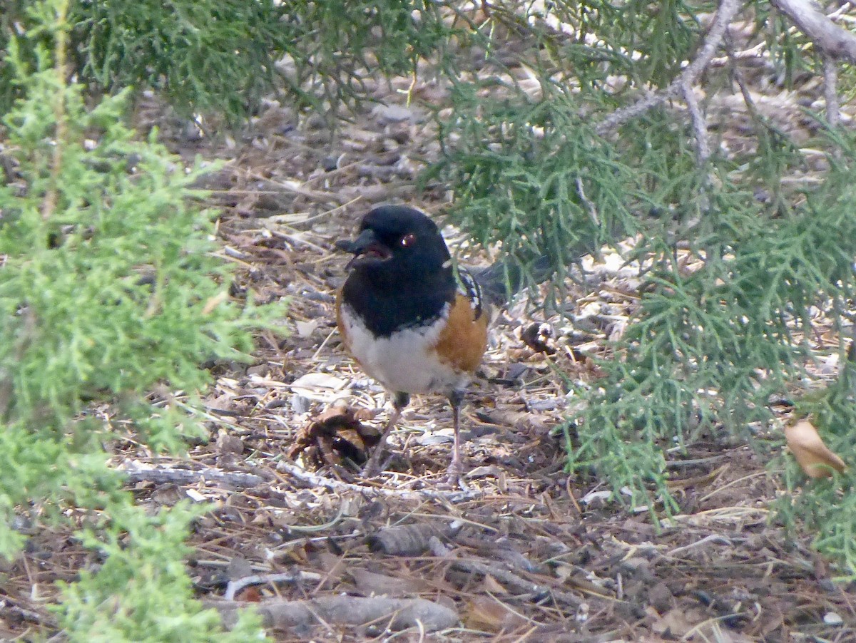Spotted Towhee - ML616702566