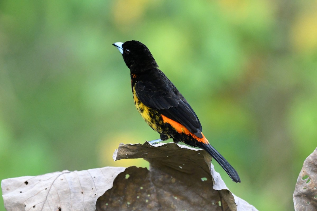 Flame-rumped Tanager - ML616702576