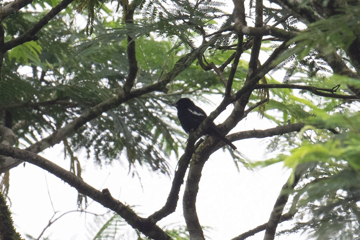 White-shouldered Tanager - ML616702578