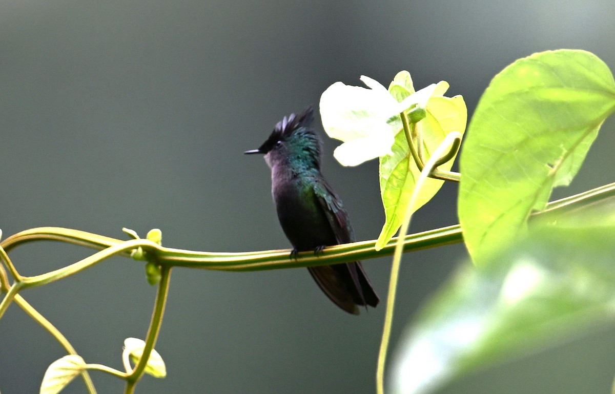 Antillean Crested Hummingbird - ML616702645