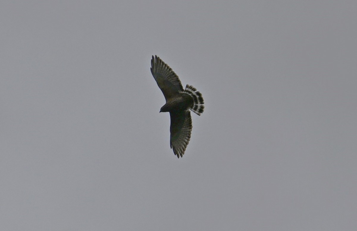 Broad-winged Hawk - ML616702661