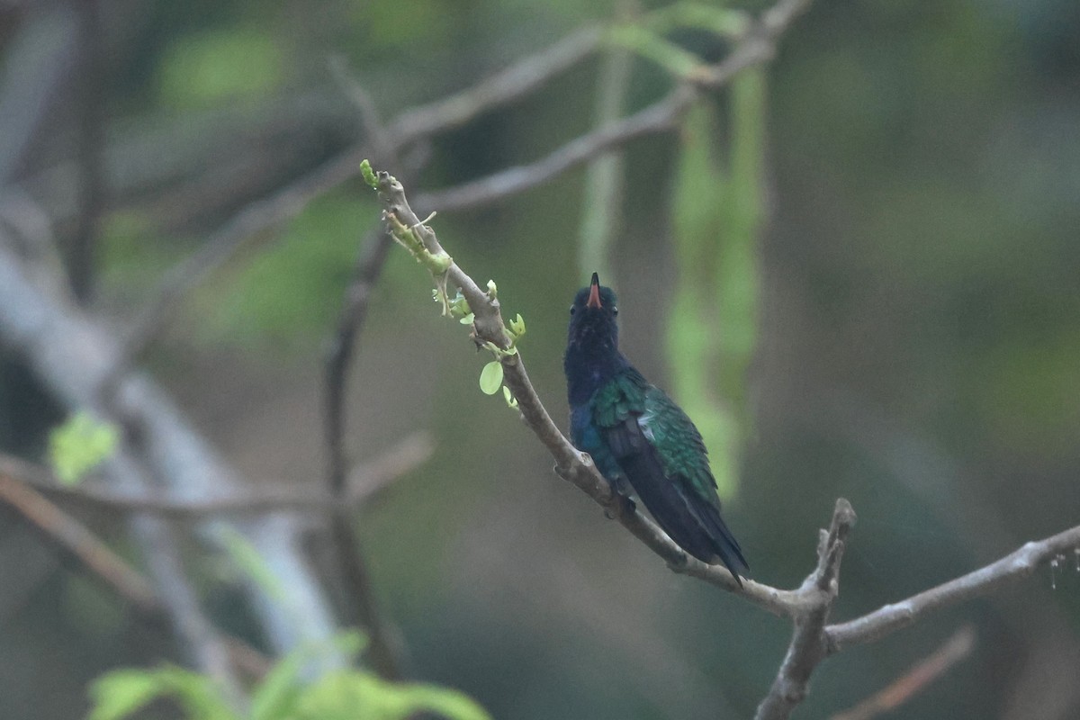 Sapphire-bellied Hummingbird - ML616702758