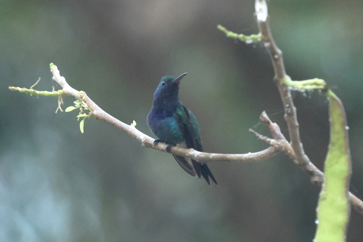 Sapphire-bellied Hummingbird - ML616702763