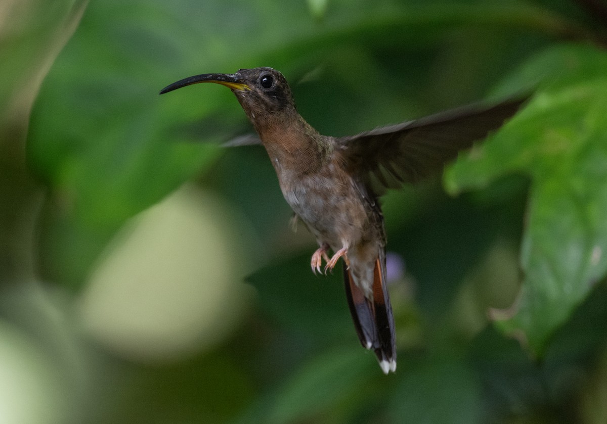 Rufous-breasted Hermit - ML616702857
