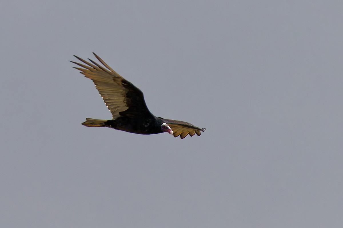 Turkey Vulture - ML616702887
