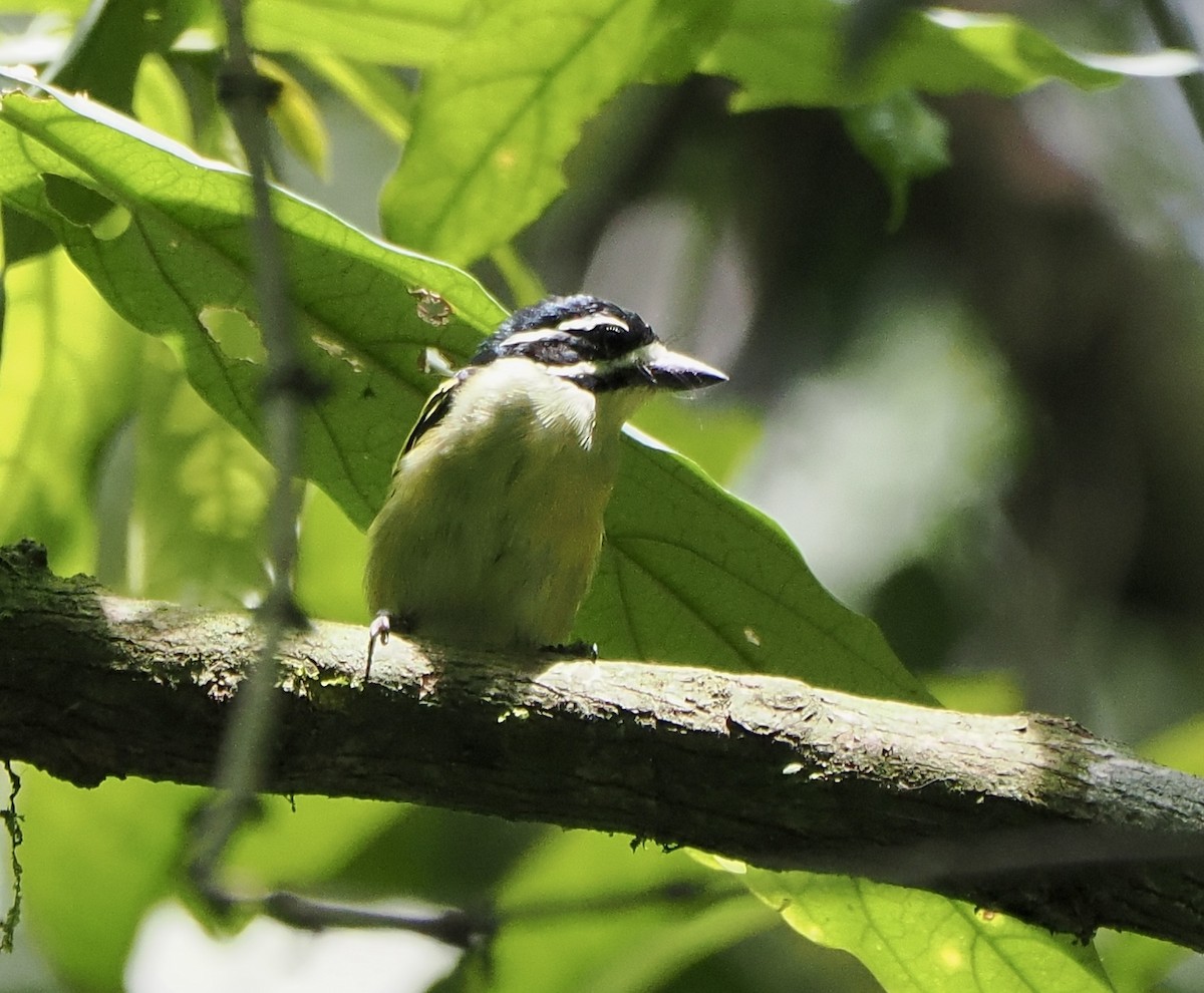 Yellow-throated Tinkerbird - ML616702935