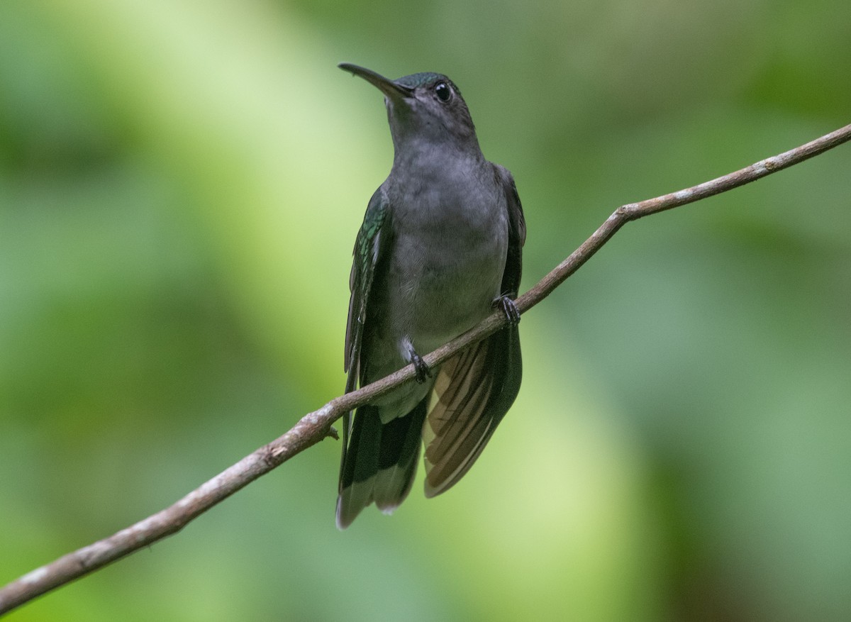 Gray-breasted Sabrewing - ML616702973