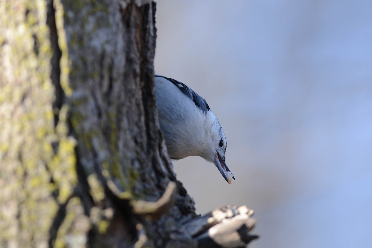 White-breasted Nuthatch - ML616702977