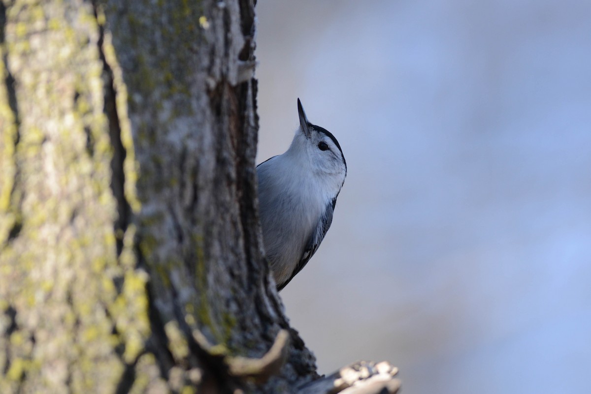 White-breasted Nuthatch - ML616703000