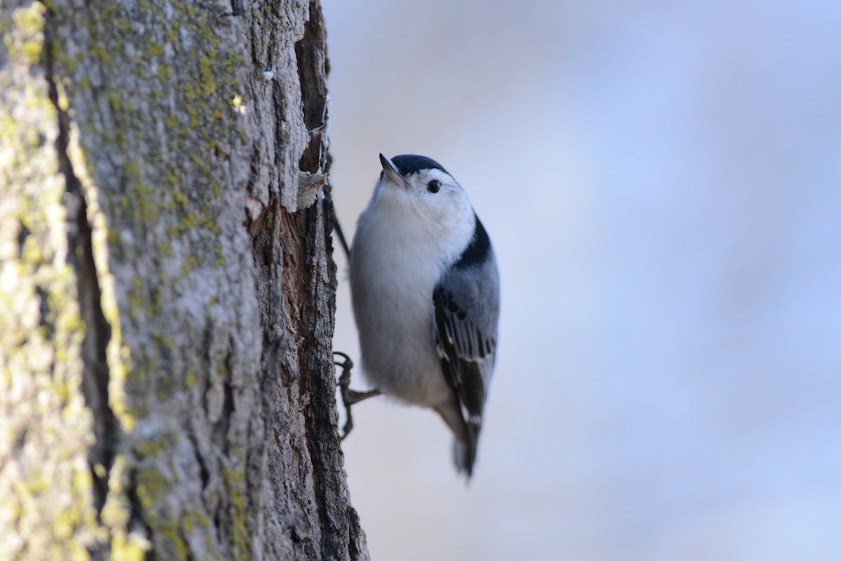 White-breasted Nuthatch - ML616703014