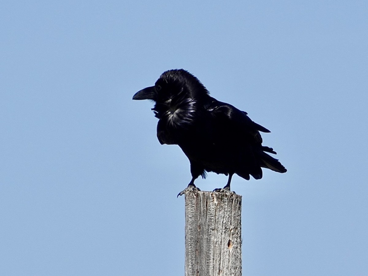 Chihuahuan Raven - ML616703022