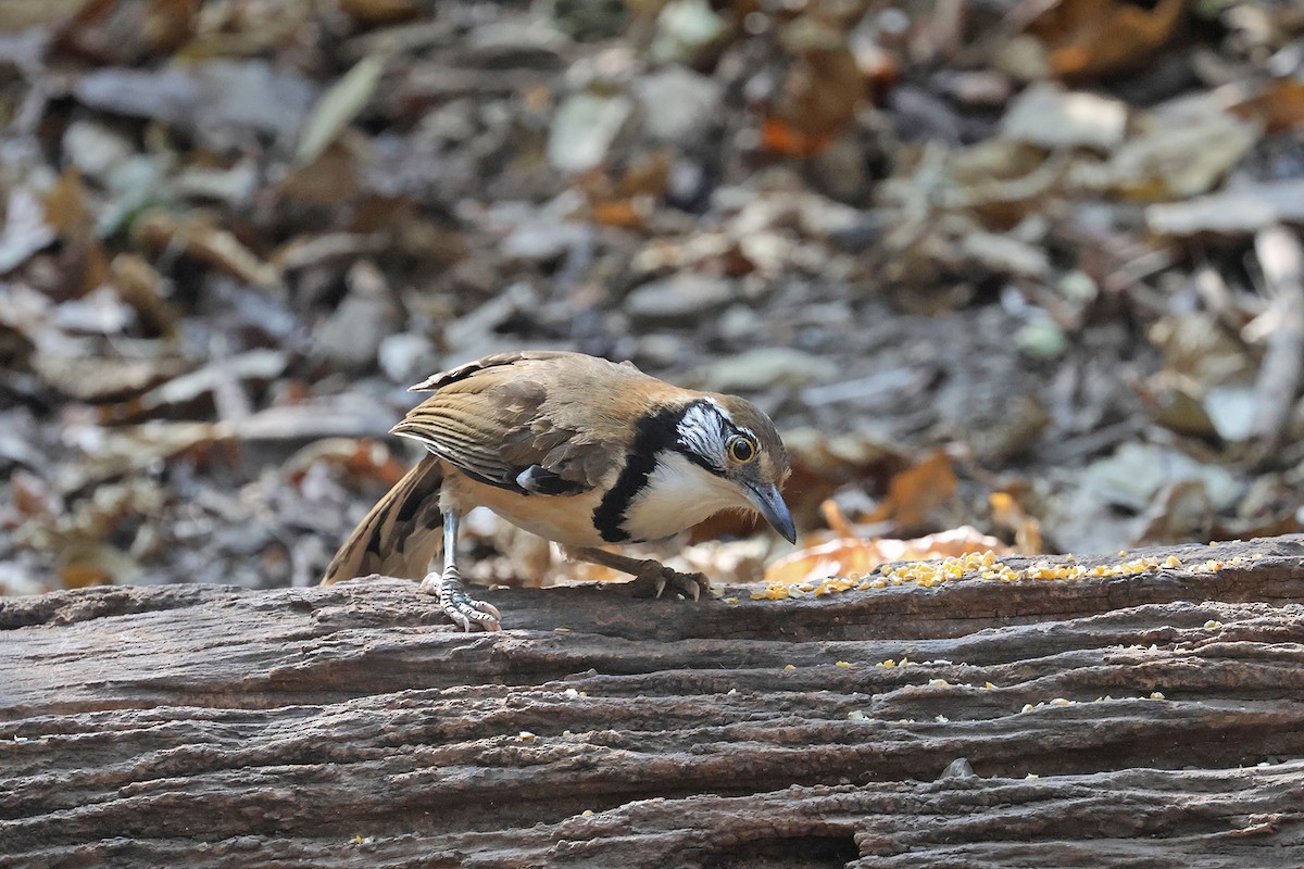 Greater Necklaced Laughingthrush - ML616703334