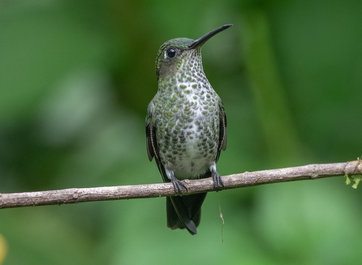 Many-spotted Hummingbird - ML616703336