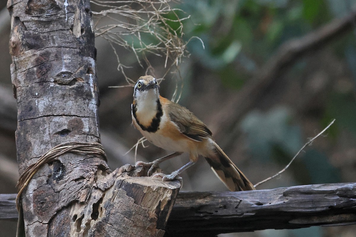 Lesser Necklaced Laughingthrush - ML616703357