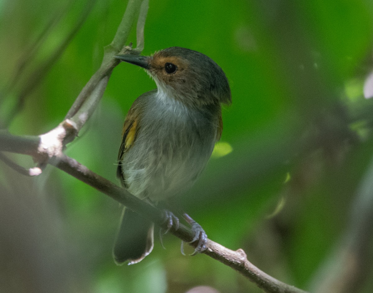 Rusty-fronted Tody-Flycatcher - ML616703372