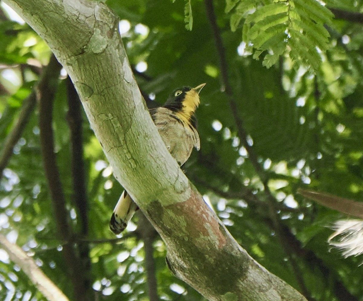 Yellow-throated Cuckoo - ML616703438