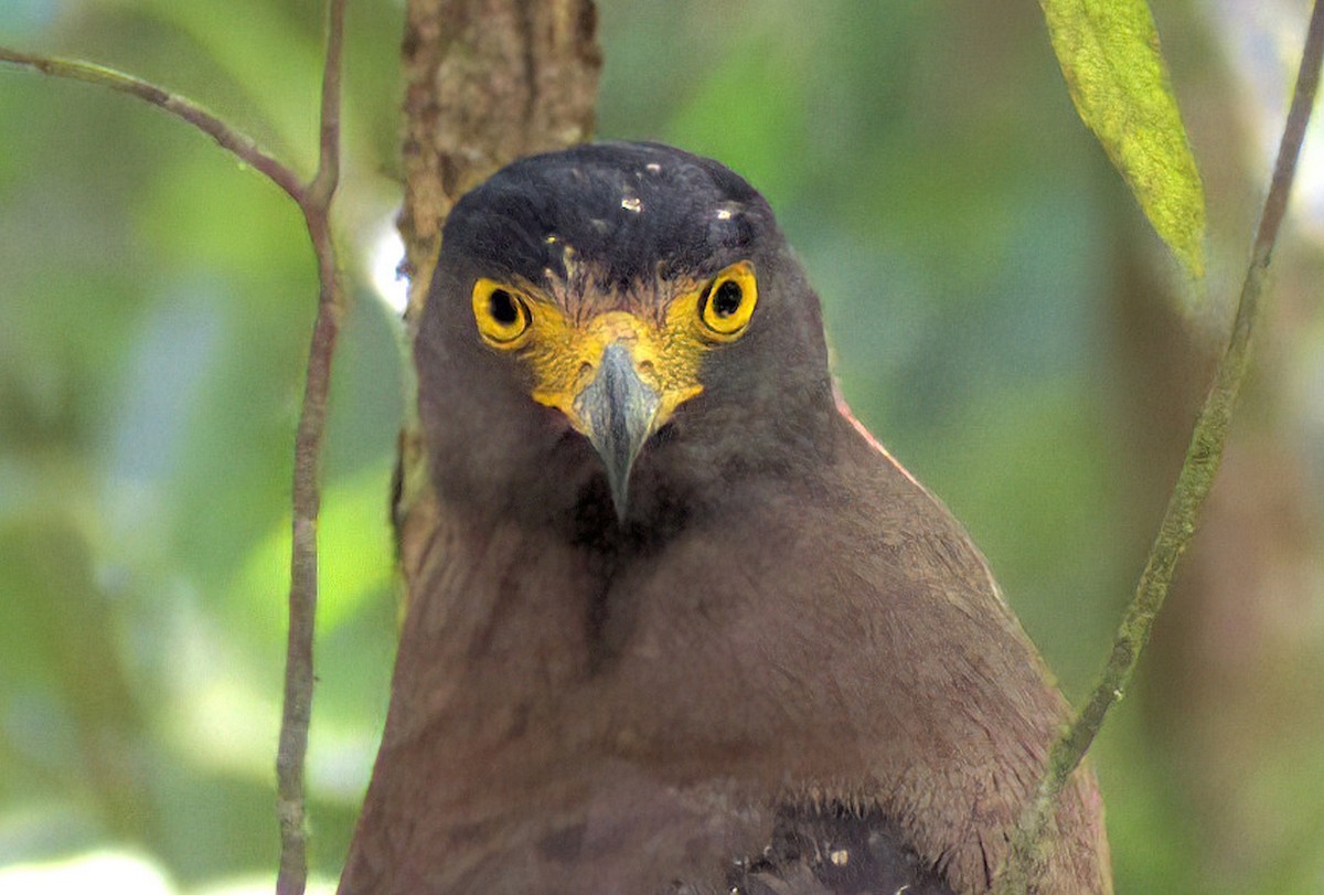 Crested Serpent-Eagle - ML616703593