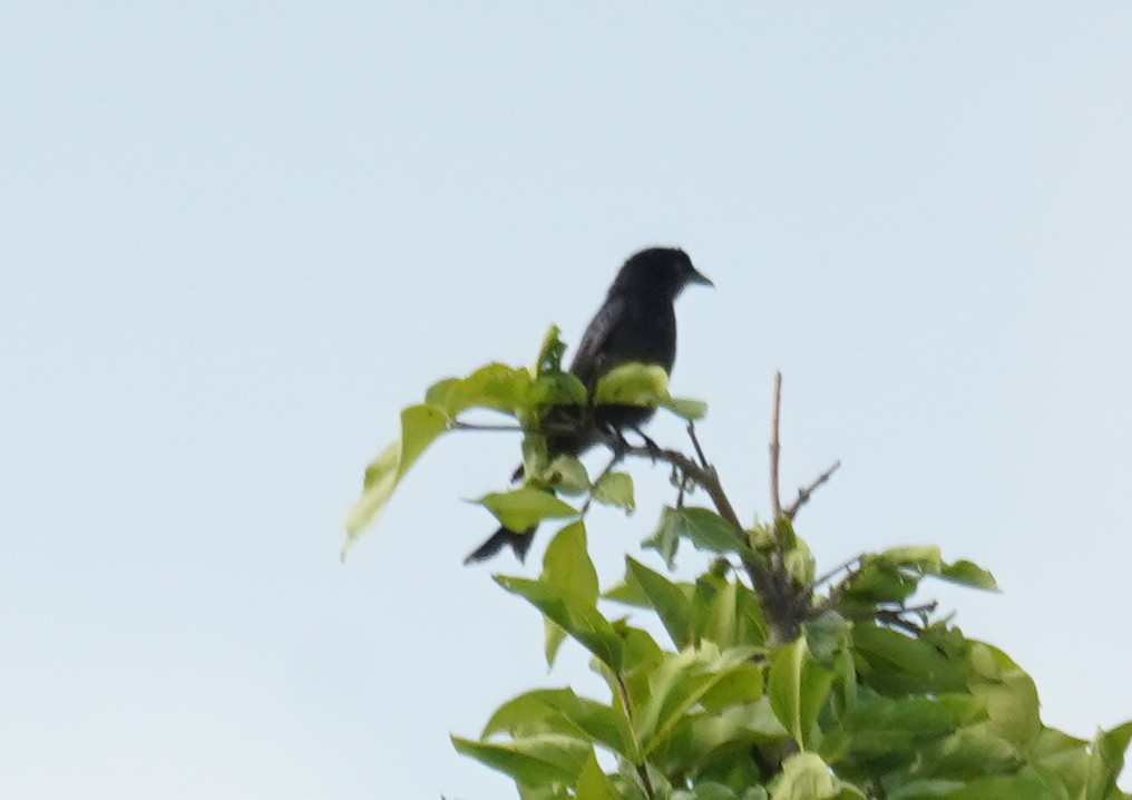 Fork-tailed Drongo - ML616703616