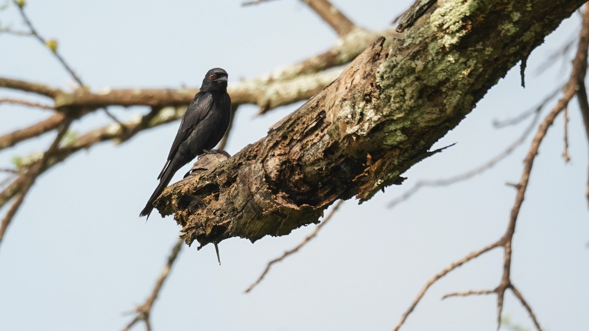 Fork-tailed Drongo - ML616703634