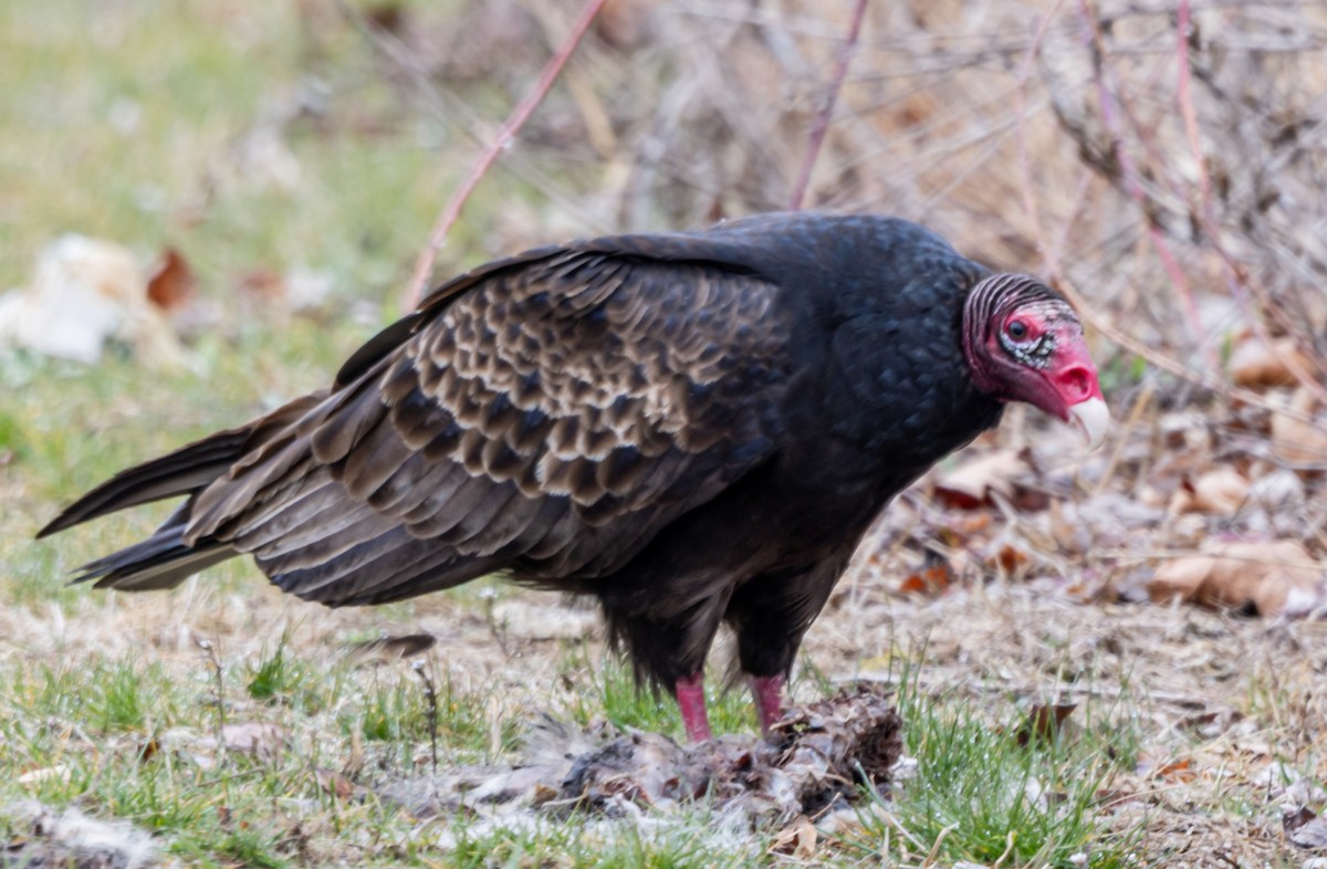 Turkey Vulture - ML616703660