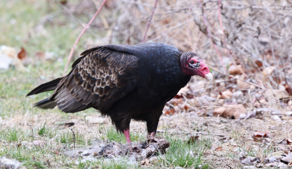 Turkey Vulture - ML616703661