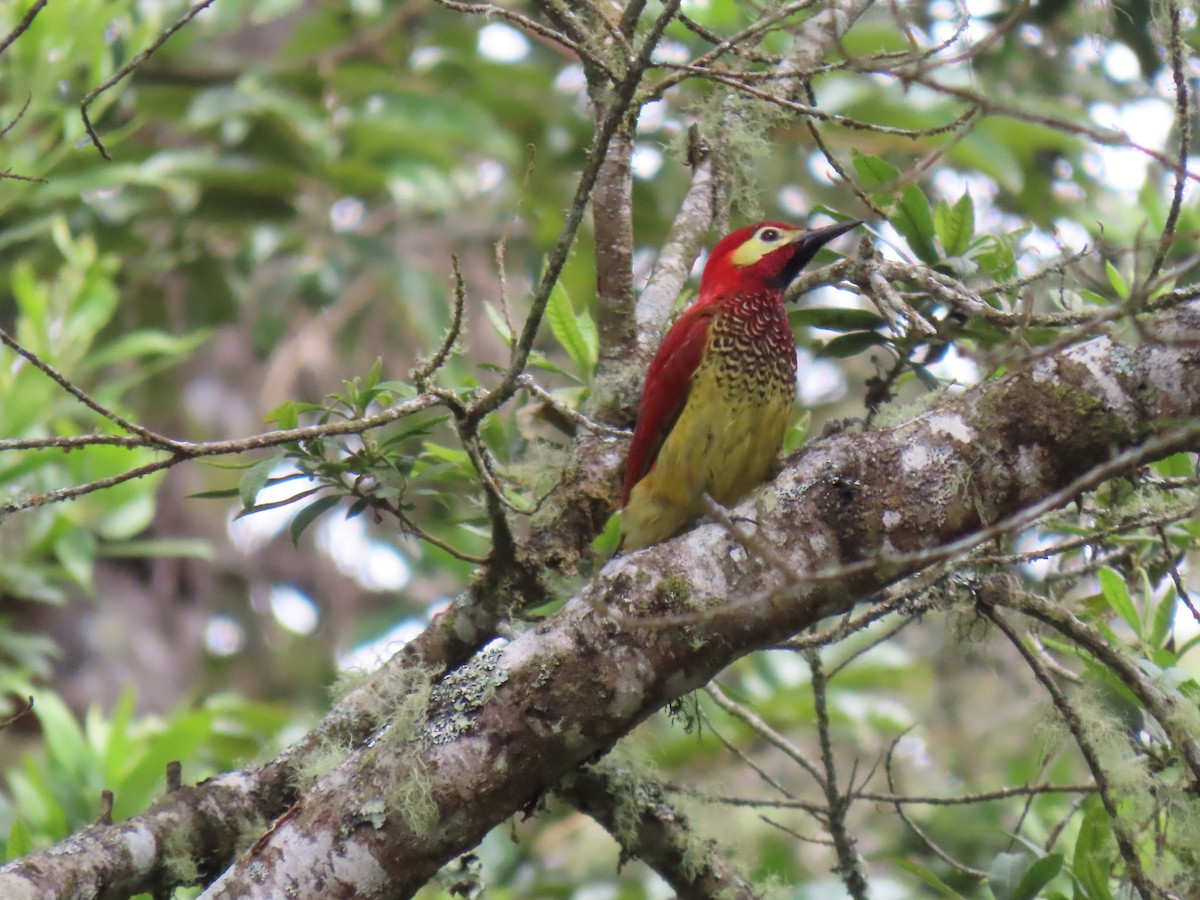 Crimson-mantled Woodpecker - ML616703699