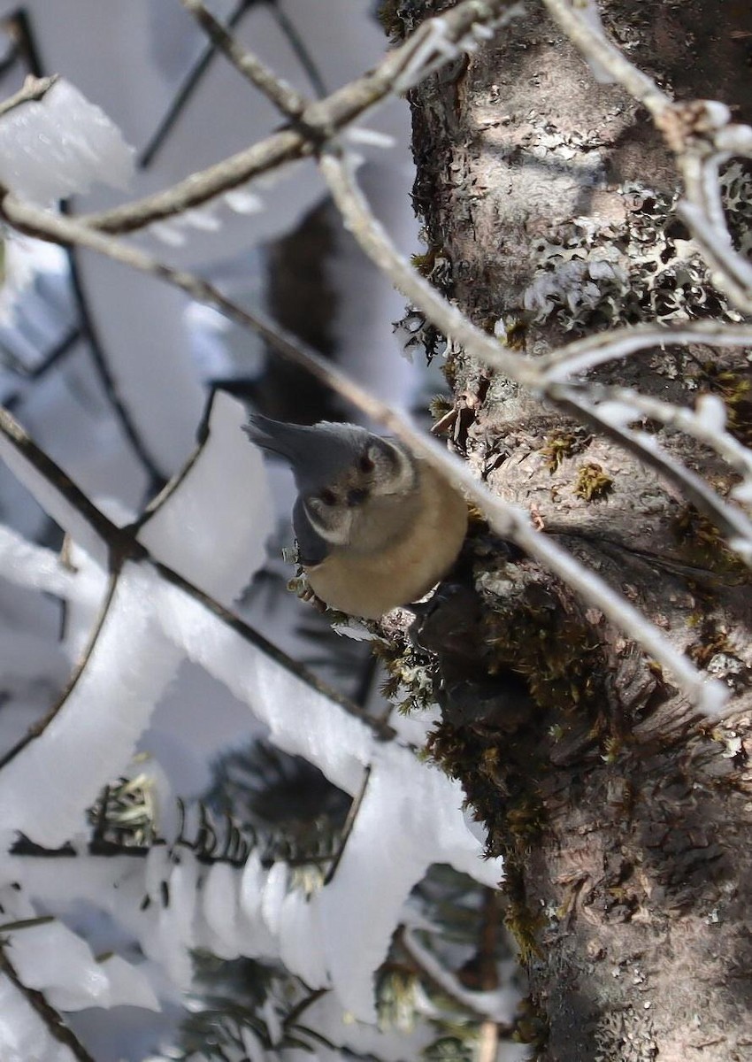 Gray-crested Tit - ML616703725