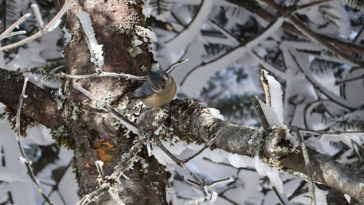 Gray-crested Tit - ML616703733