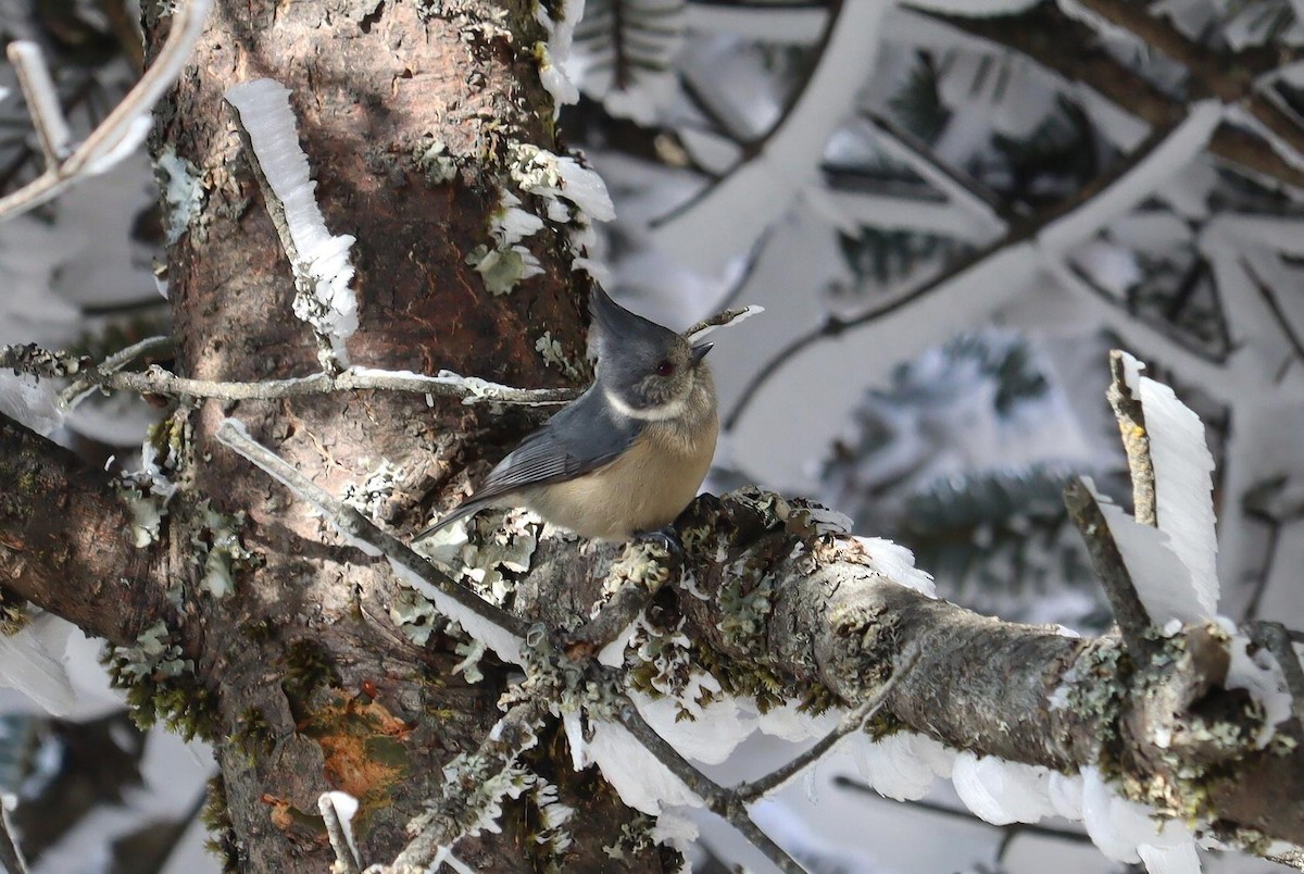 Gray-crested Tit - ML616703738
