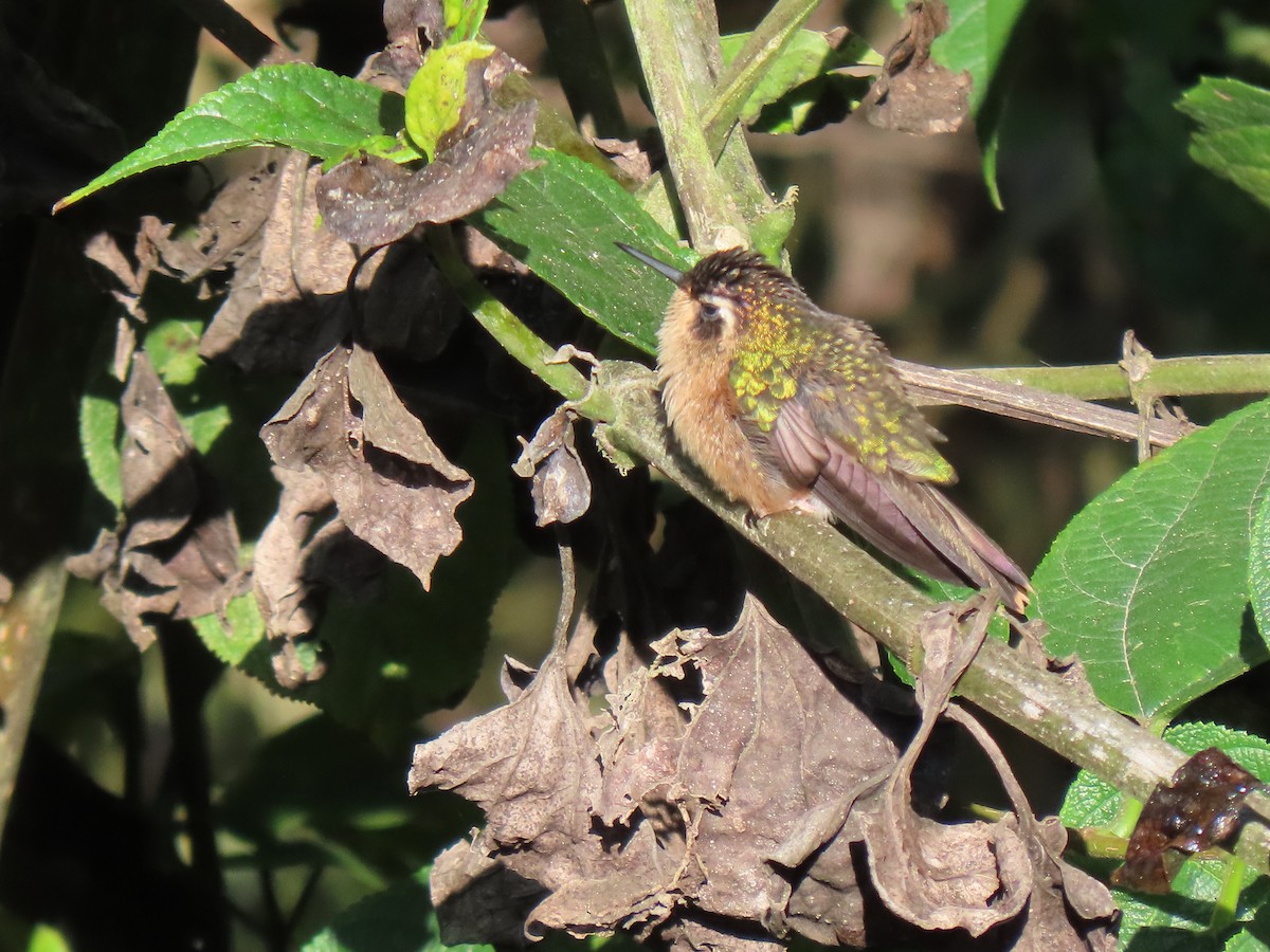 Speckled Hummingbird - ML616703951