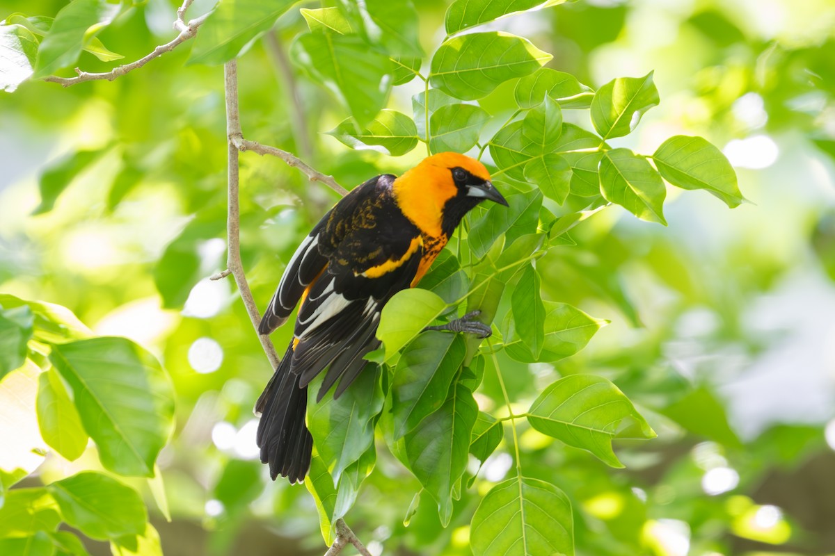 Spot-breasted Oriole - ML616703952