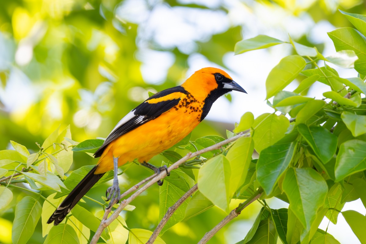 Spot-breasted Oriole - ML616703953