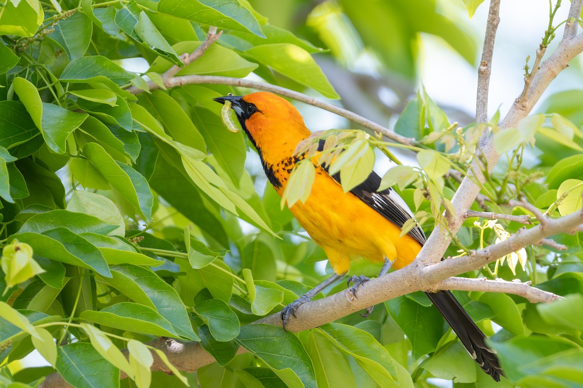 Spot-breasted Oriole - ML616703954