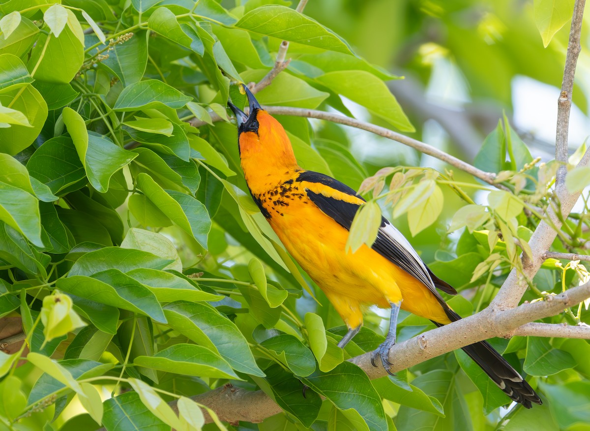 Spot-breasted Oriole - ML616703955