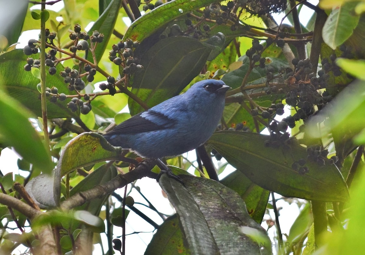 Blue-and-black Tanager - ML616704043