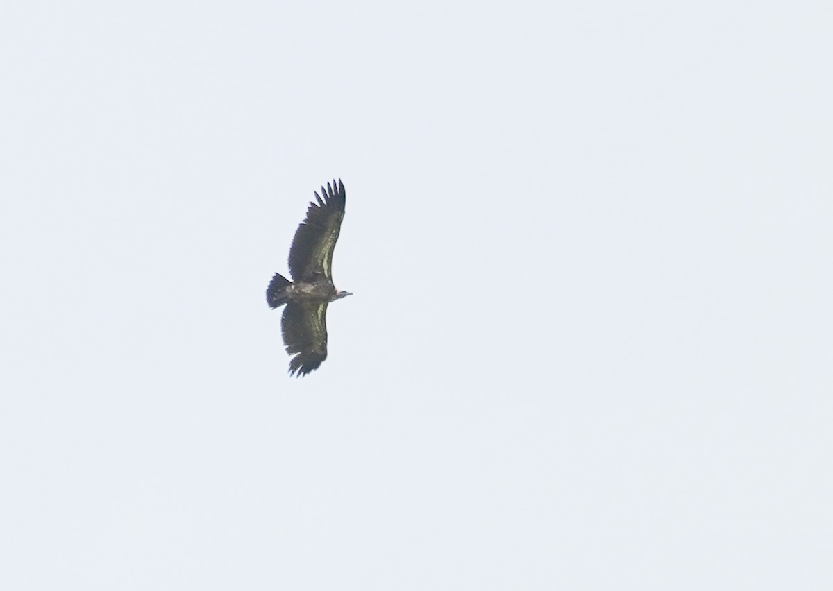 White-backed Vulture/Rüppell's Griffon - ML616704169