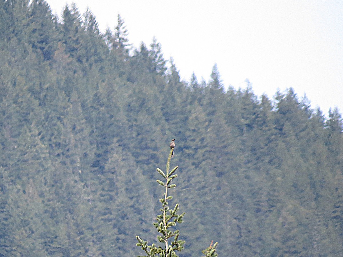 Townsend's Solitaire - ML616704216